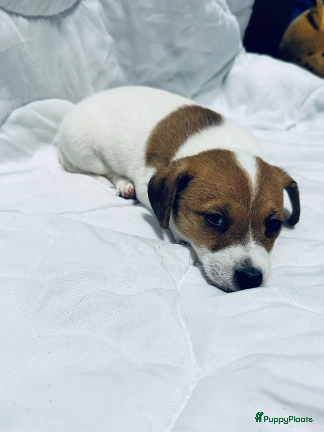 Jack Russel Terriër honden te koop:  Jack Russell Terrier puppy’s - Advertentie 2