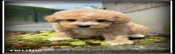 Maltipoo honden te koop: Maltipoo F1b pups - Advertentie 15
