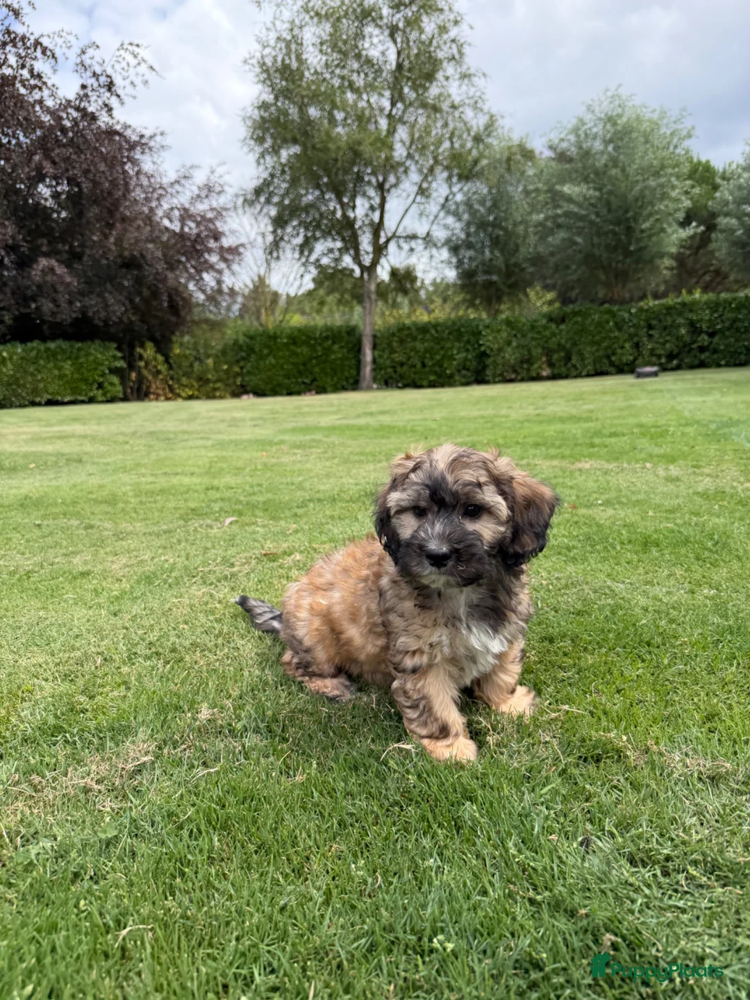 Kruising honden te koop: Boompoo (Boomer x Poedel) pups - Advertentie 2