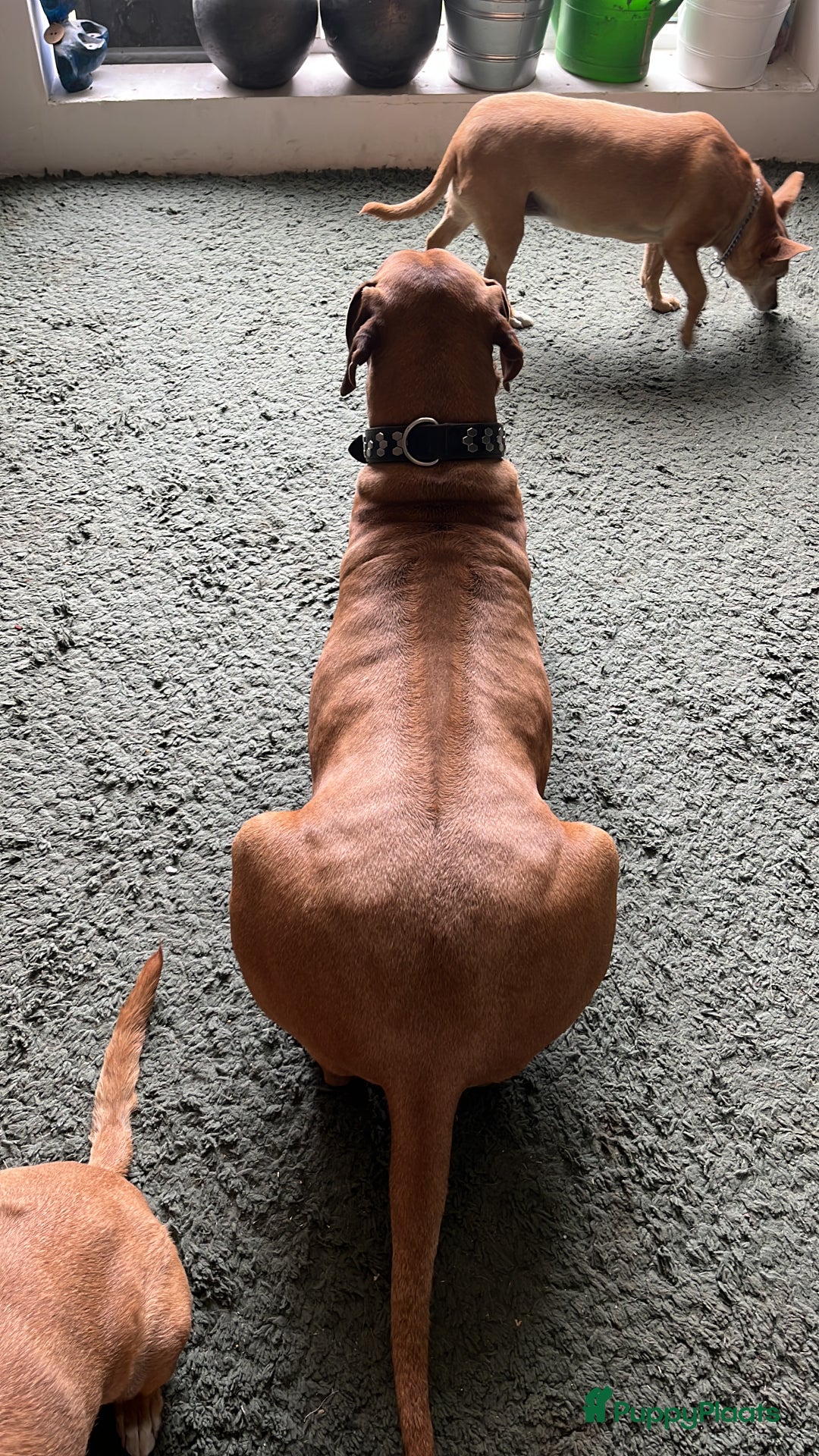 Rhodesian Ridgeback honden te koop: Rhodesian Ridgeback 7 reutjes geboren - Advertentie 6