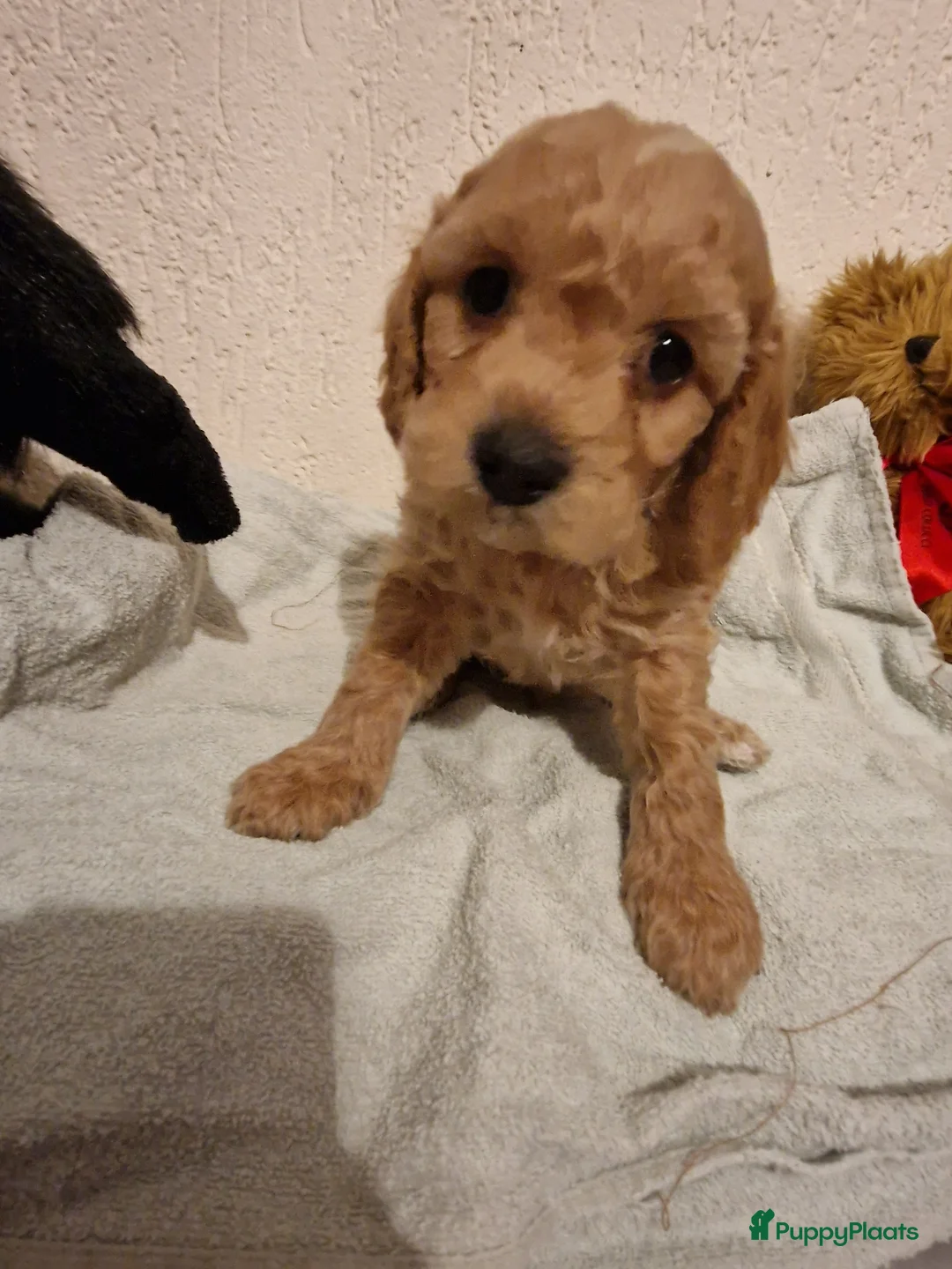 Goldendoodle honden te koop: Mooie goldendoodles te koop - Advertentie 2