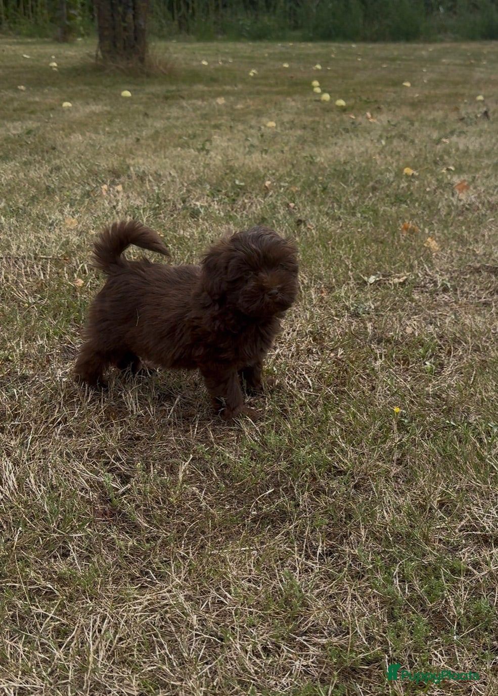 Maltipoo honden Super lieve Maltipoo pups - Advertentie 2
