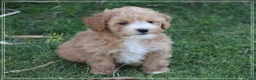 Maltipoo honden te koop: Leuke Maltipoo pups. - Advertentie 11