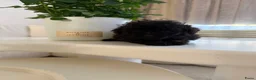 Poedel Toy honden te koop: Toy pooedel teefjes  - Advertentie 13