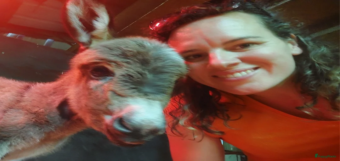 Galerij afbeelding {{count}}