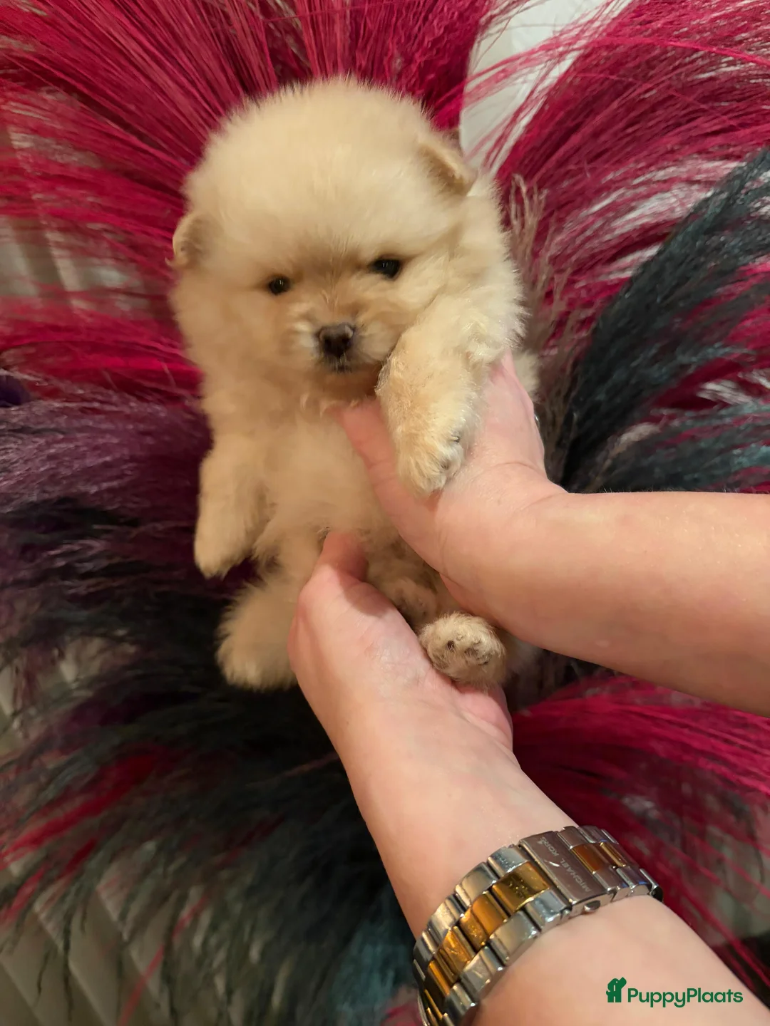 Pomeriaan honden te koop: Pomeriaan teefje ❤️ - Advertentie 12