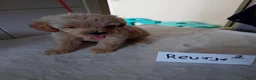 Labradoodle honden te koop: labradoodles puppy,s - Advertentie 11