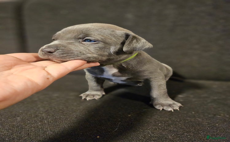 Amerikaanse Bully honden - Advertentie 3