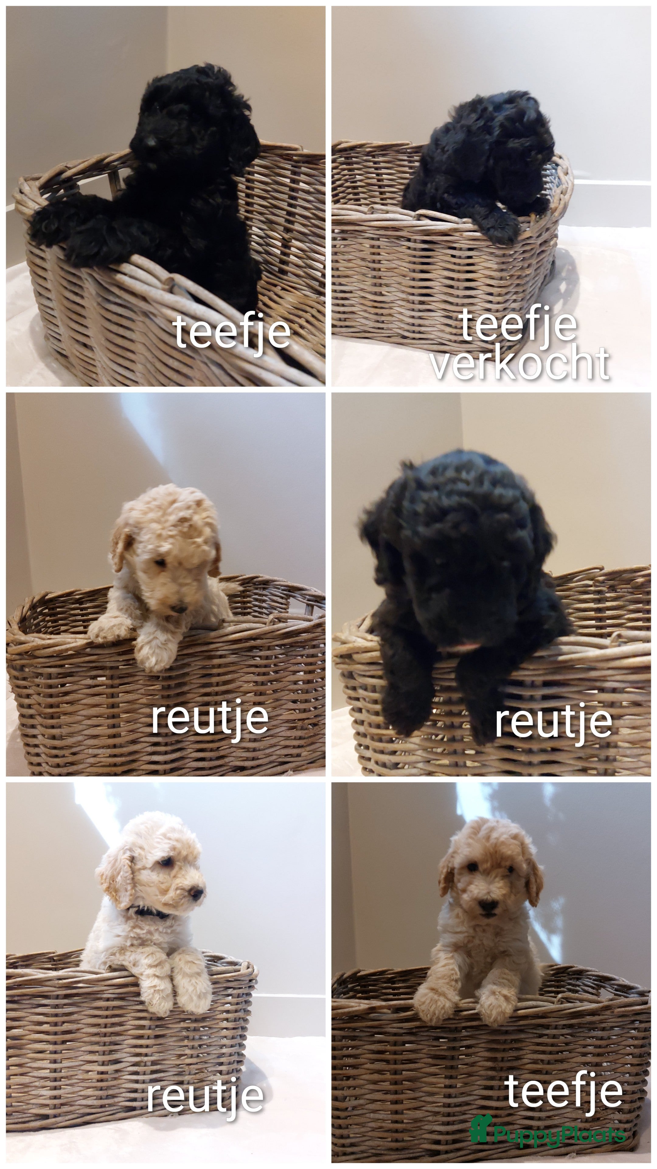 Labradoodle honden Prachtige Labradoodles - Advertentie 1