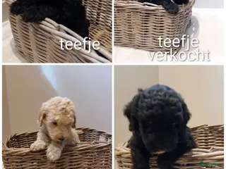 Labradoodle honden Prachtige Labradoodles - Advertentie 1