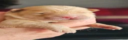 Chow Chow honden te koop: Zeer mooie chow chow pups  - Advertentie 10