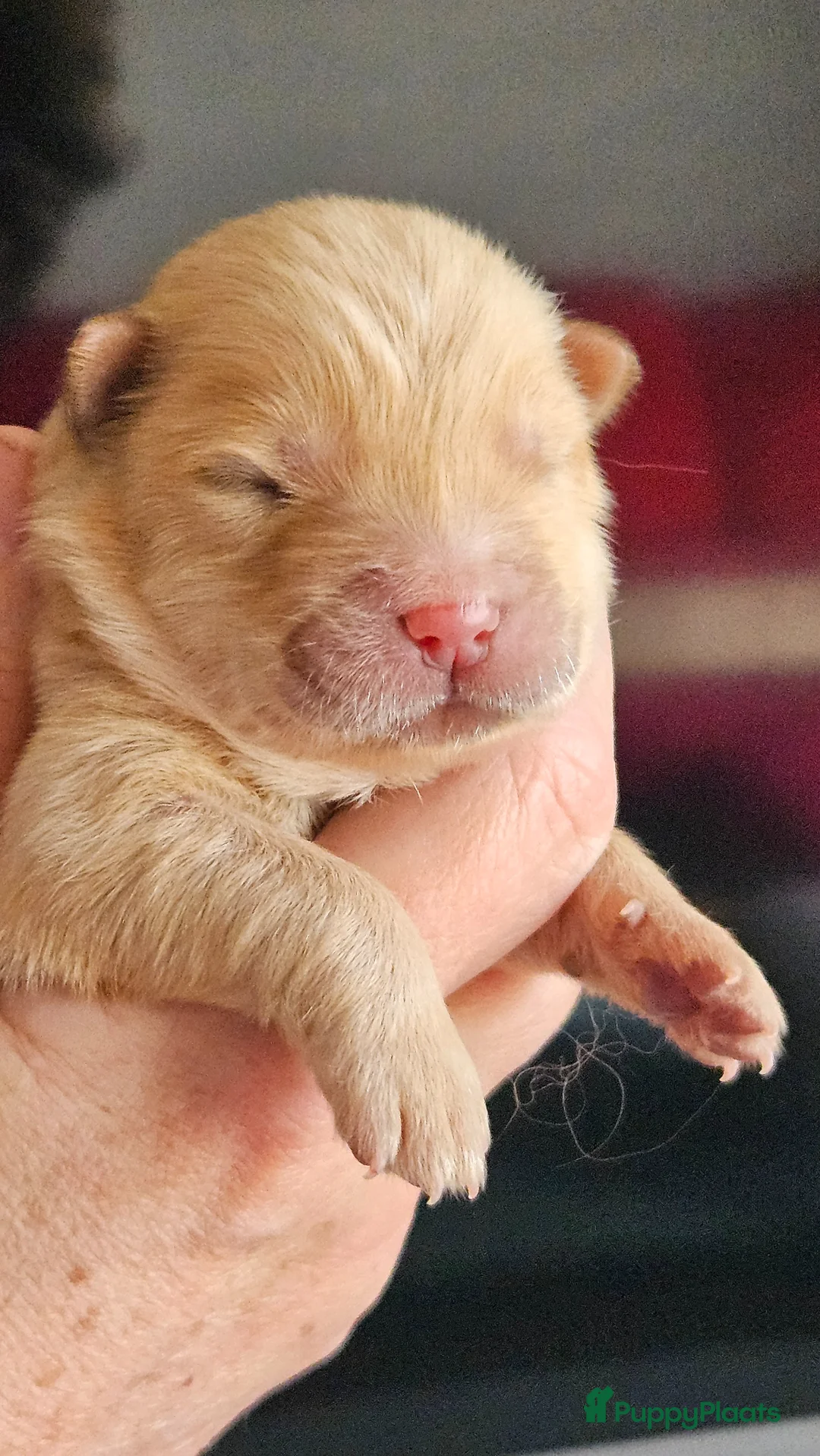 Chow Chow honden te koop: Zeer mooie chow chow pups  - Advertentie 10