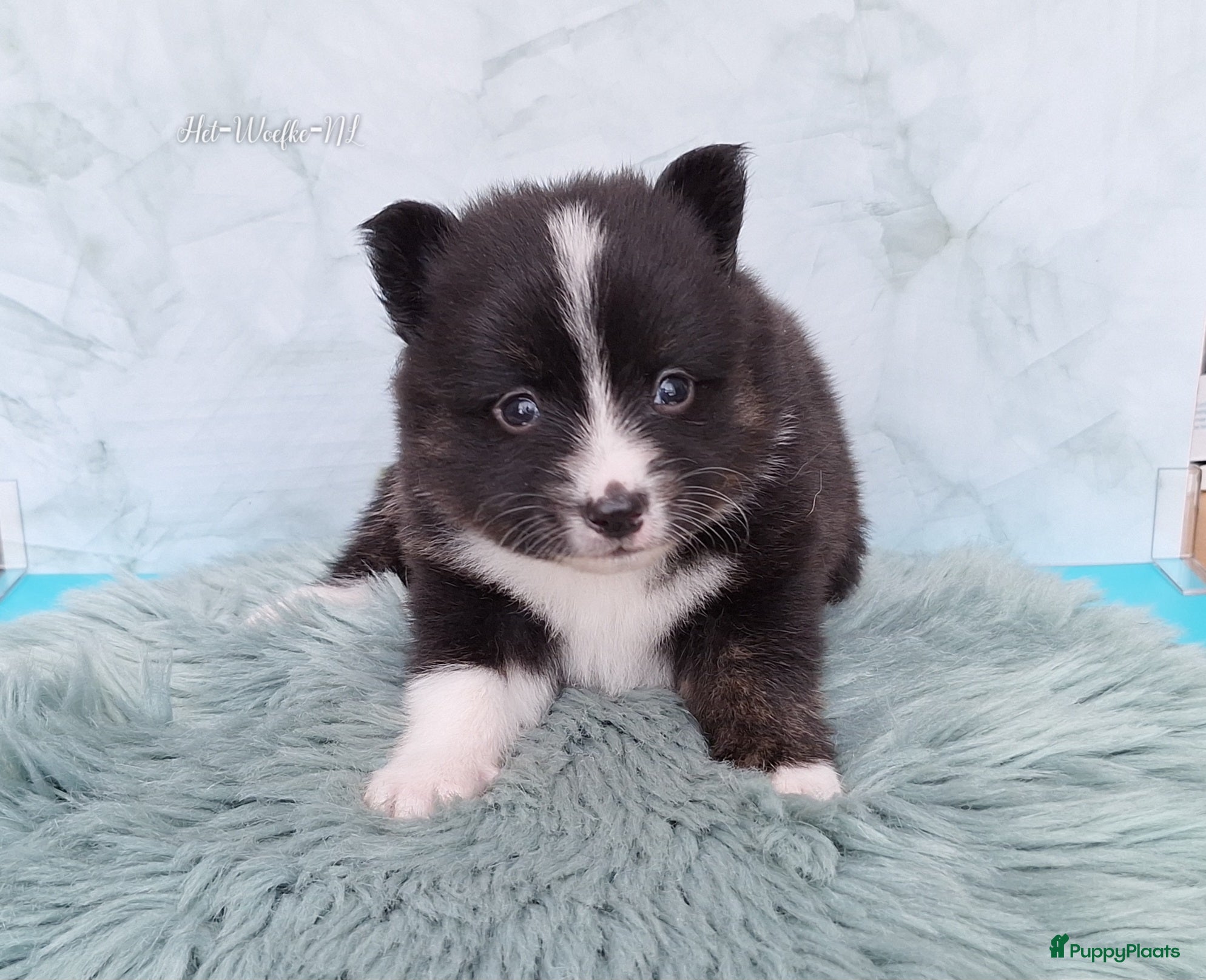 Pomsky honden te koop: Twix 💙 F1b pomsky reu - Advertentie 4