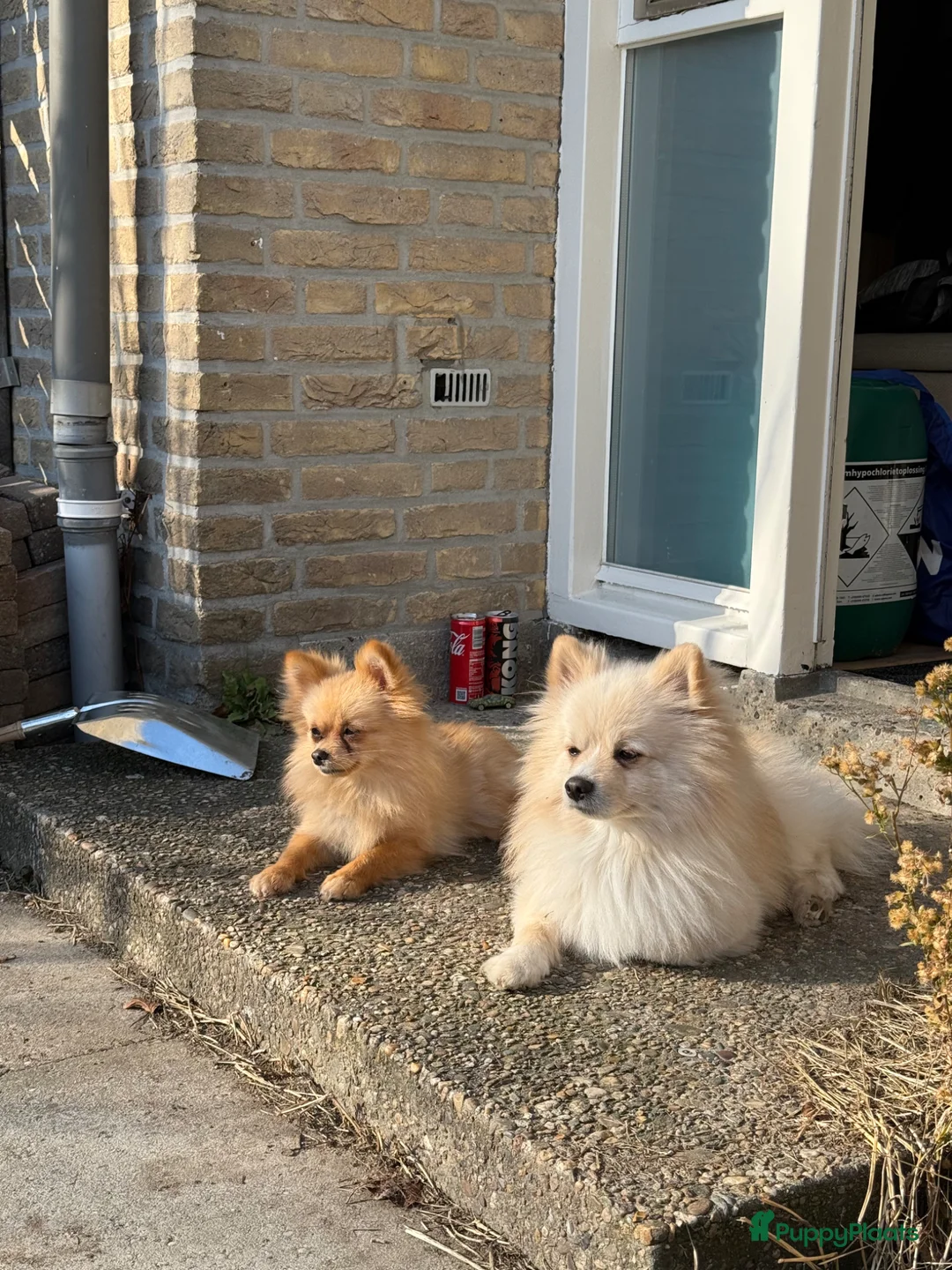 Pomeriaan honden te koop: Pomeriaan pups - Advertentie 6