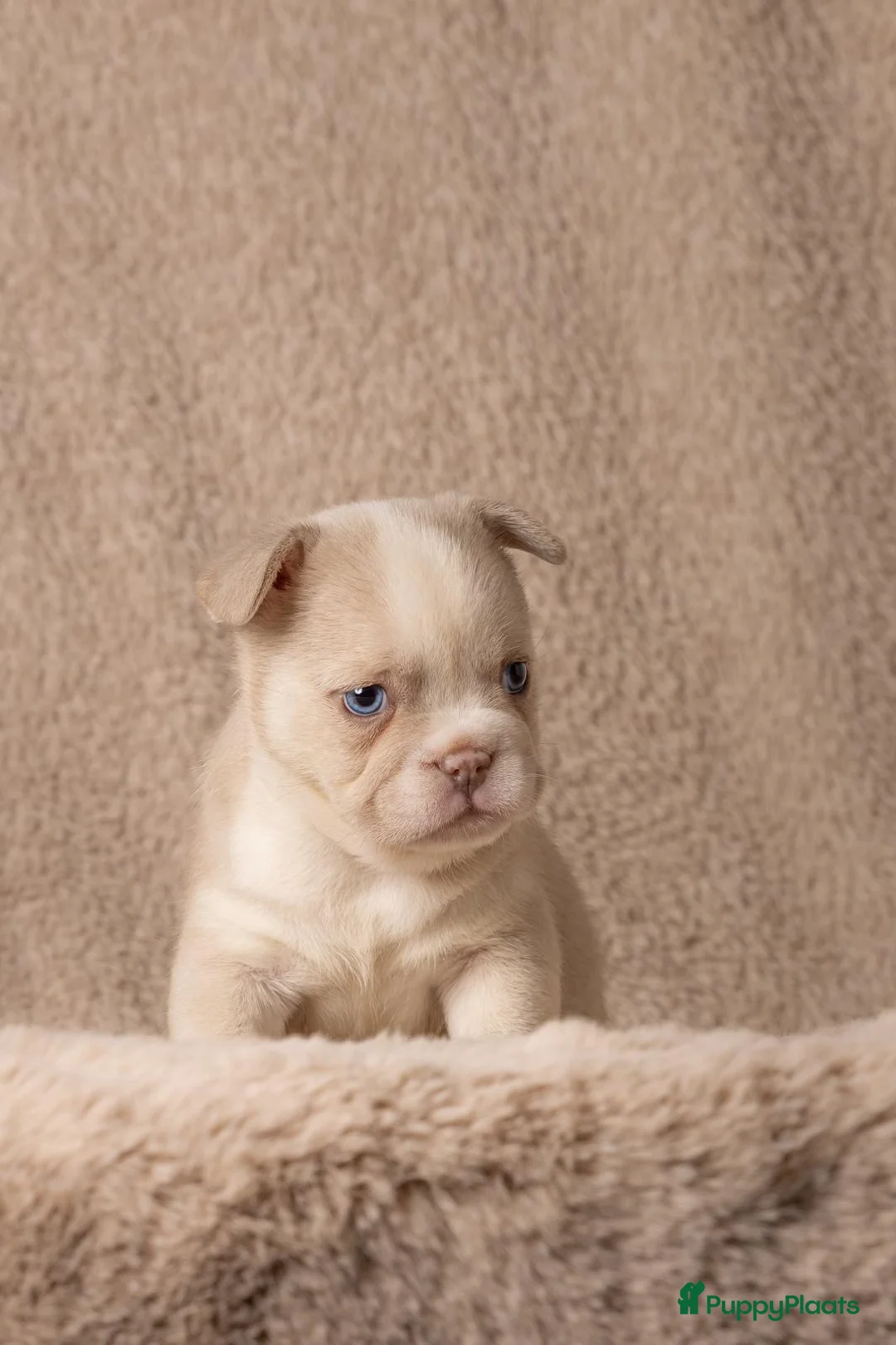 Franse Bulldog honden te koop: Mooie Franse bulldog pups - Advertentie 2