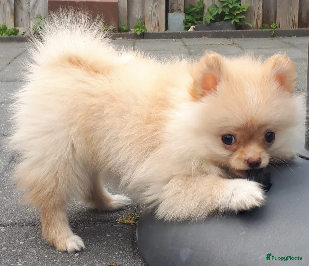 Pomeriaan honden te koop: Pomeriaan pups in Hollandscheveld - Advertentie 1