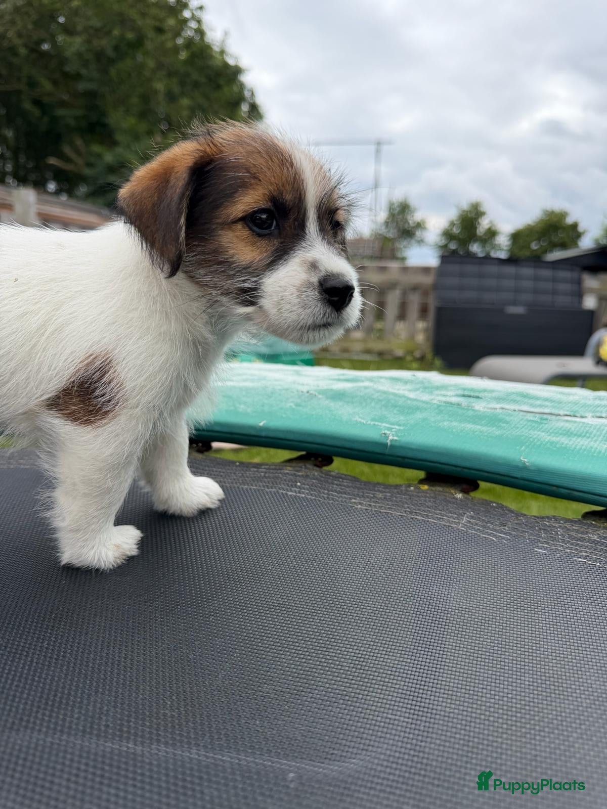 Jack Russel Terriër honden Jack Russel pups te koop met stamboom - Advertentie 4
