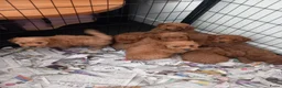 Maltipoo honden te koop: Mooie speelse maltipoo pups in Sint-Oedenrode - Advertentie 4