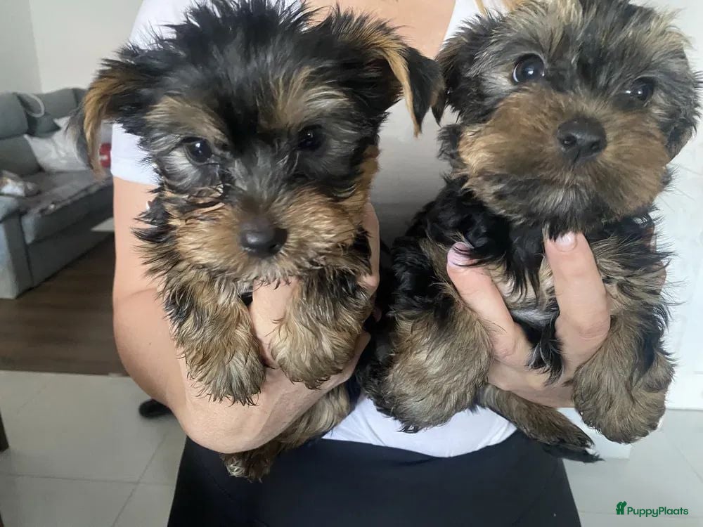 Yorkshire Terriër honden Yorkshire Terrier - Advertentie 1