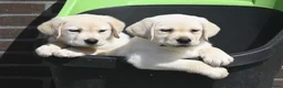 Labrador Retriever honden te koop: Knappe Labrador pups met stamboom ! - Advertentie 22