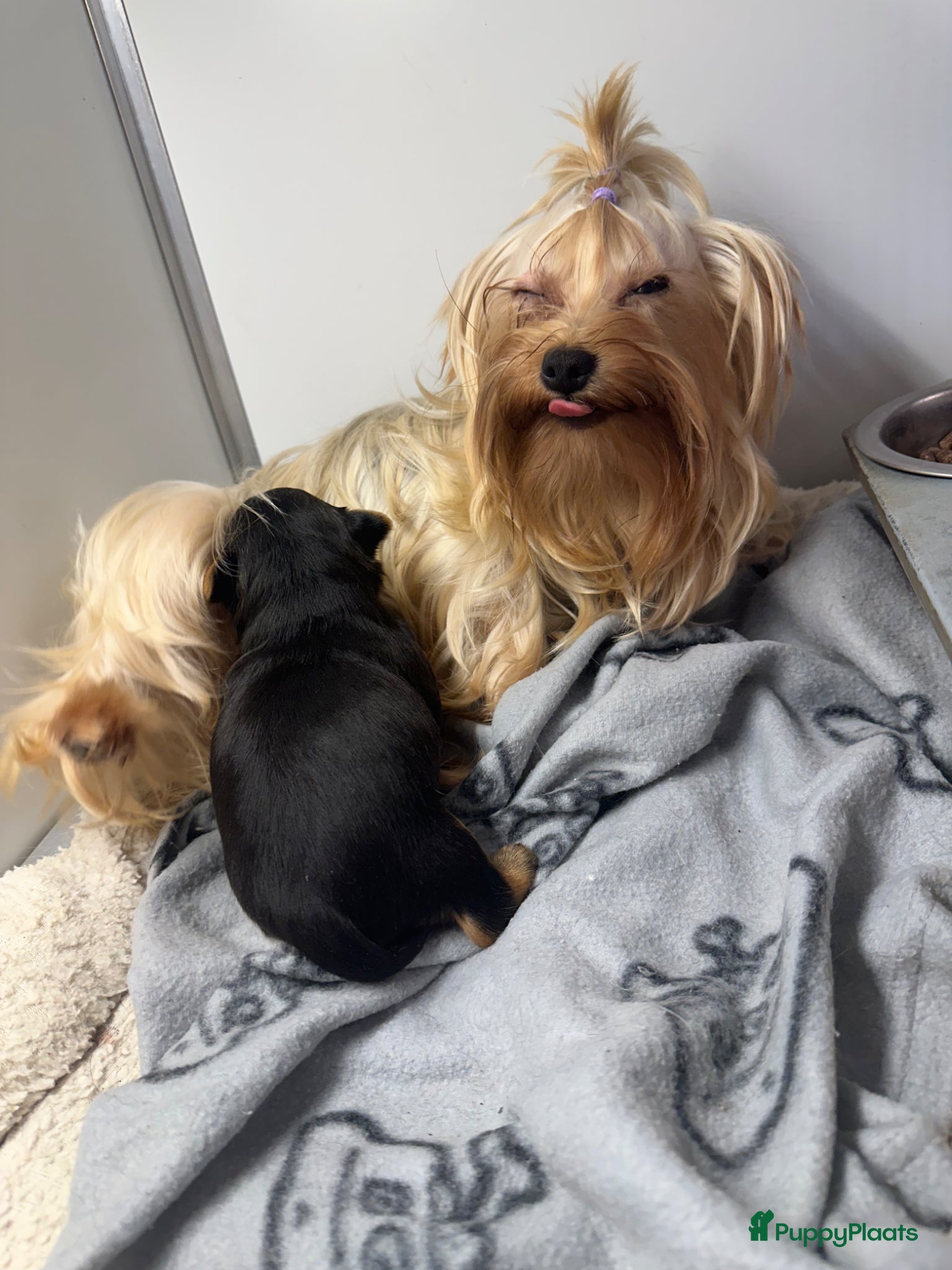 Yorkshire Terriër honden te koop: Classic Yorkshire reutje - Advertentie 1