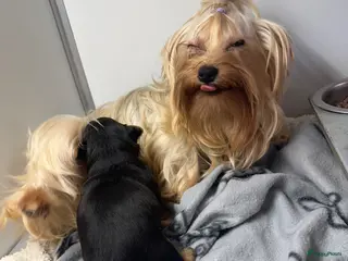 Yorkshire Terriër honden te koop: Classic Yorkshire reutje - Advertentie 1