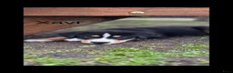 Berner Sennenhond honden te koop: Bernersennen pups  - Advertentie 8