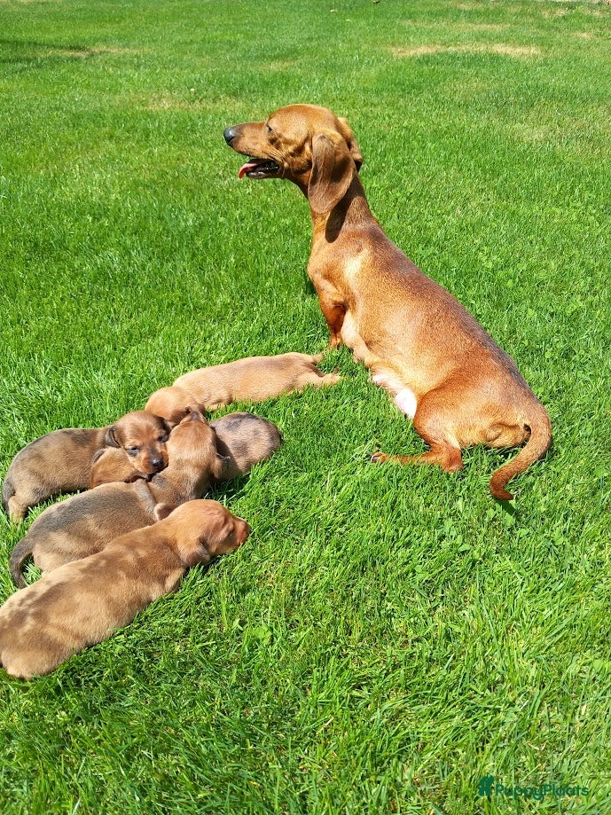 Teckel (korthaar)  honden Laatste reutje dwergteckel korthaar - Advertentie 1