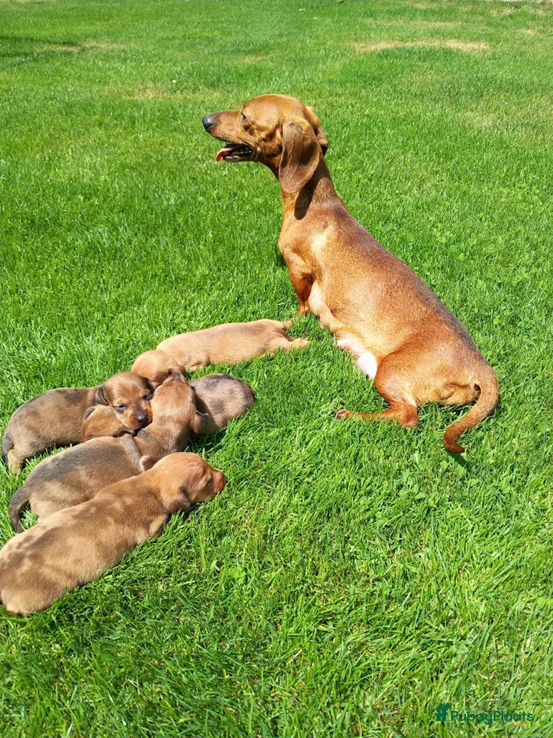 Teckel (korthaar)  honden te koop: Laatste reutje dwergteckel korthaar - Advertentie 1