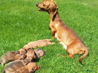 Teckel (korthaar) honden Laatste reutje dwergteckel korthaar - Advertentie 1