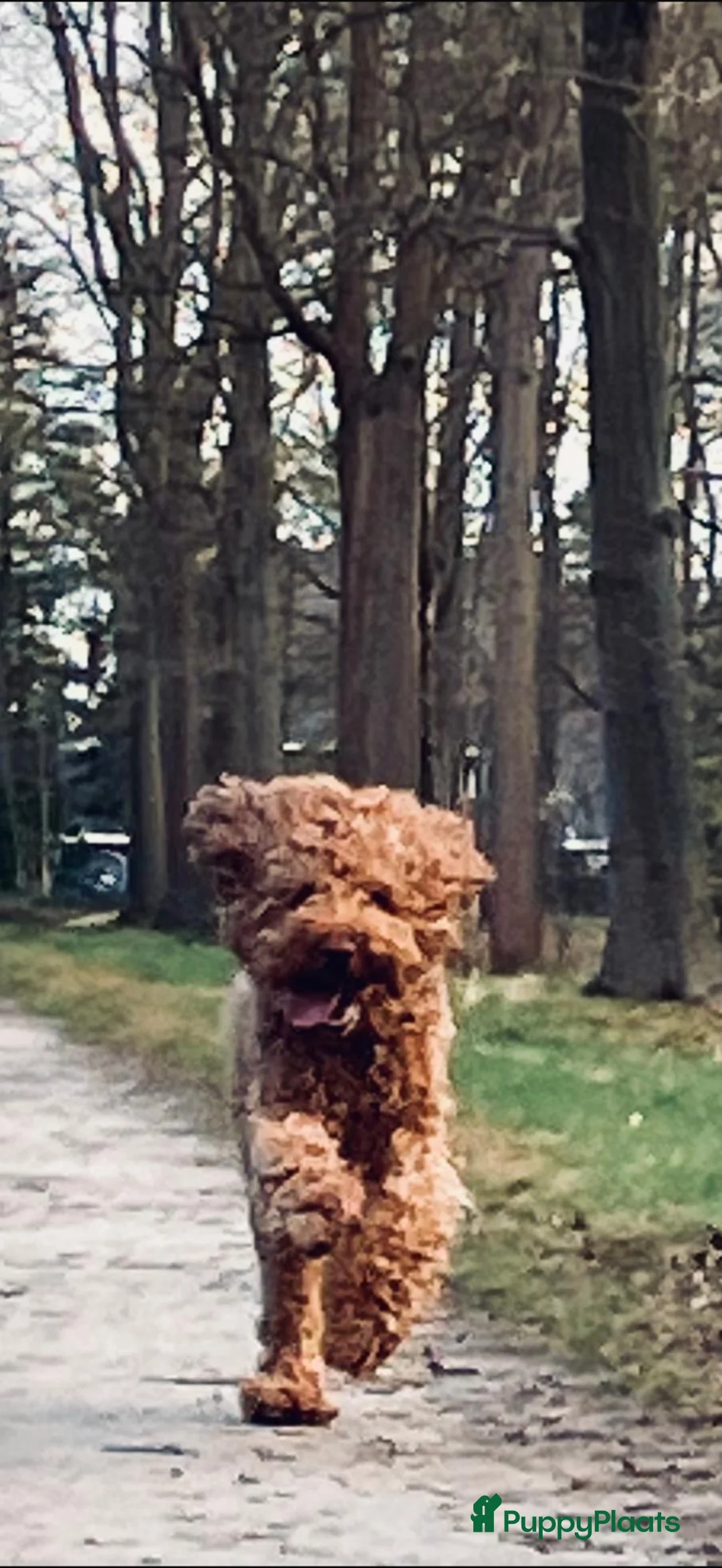 Labradoodle honden ter dekking: KNAPPE AUSTRALIAN LABRADOODLE DEKREU PUK - Advertentie 2