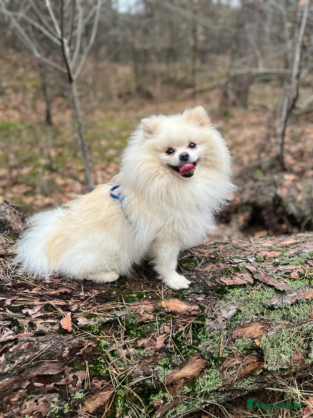 Pomeriaan honden ter dekking: Mooi dekreu pomeriaan  - Advertentie 11