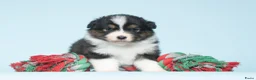 Australian Shepherd honden te koop: Australian Shepherd pups - Advertentie 4