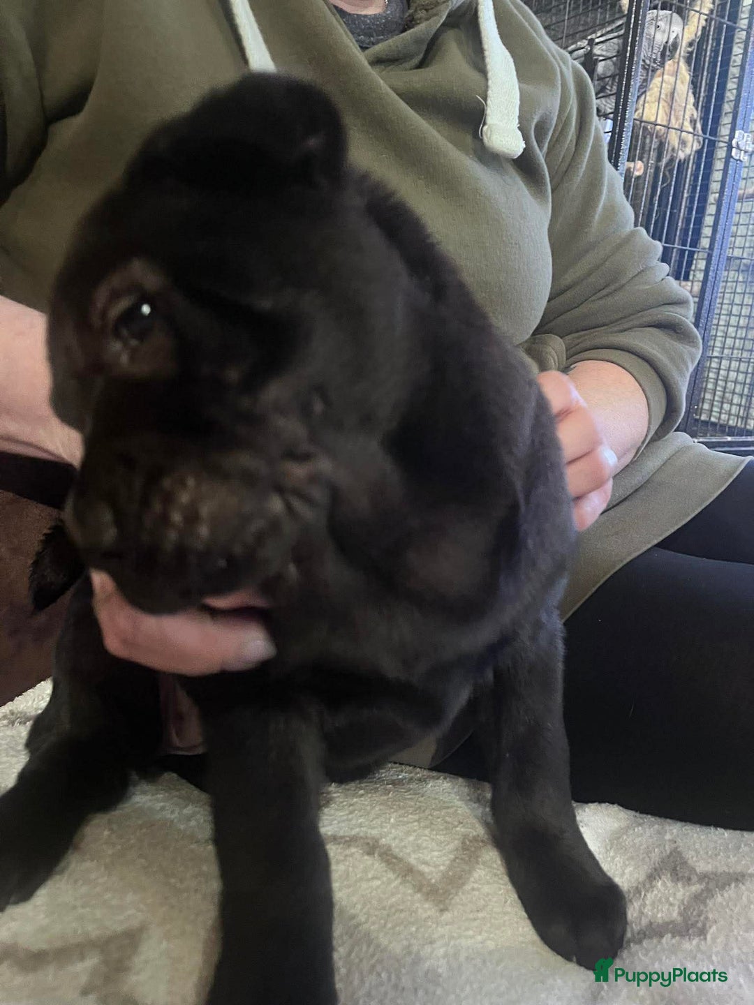 Shar Pei honden te koop: Sharpei - Advertentie 13