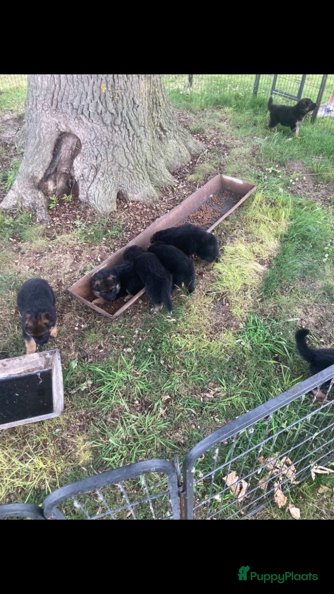 Duitse Herder honden te koop: Prachtige langharige Duitse herder met rechte rug - Afbeelding 9