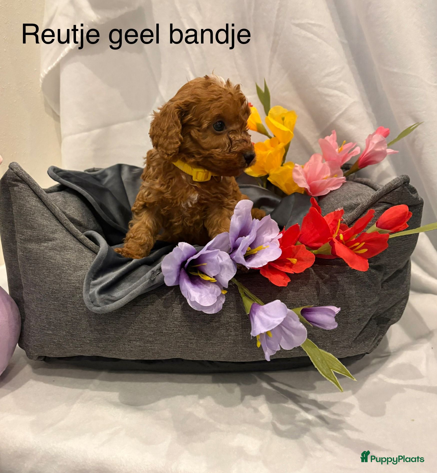 Poedel Toy honden Toy poedel puppy's - Advertentie 1