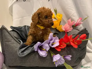 Poedel Toy honden Toy poedel puppy's - Advertentie 1