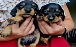 Ruwhaar Teckel honden te koop: Standaard ruwhaar teckel  - Afbeelding 12