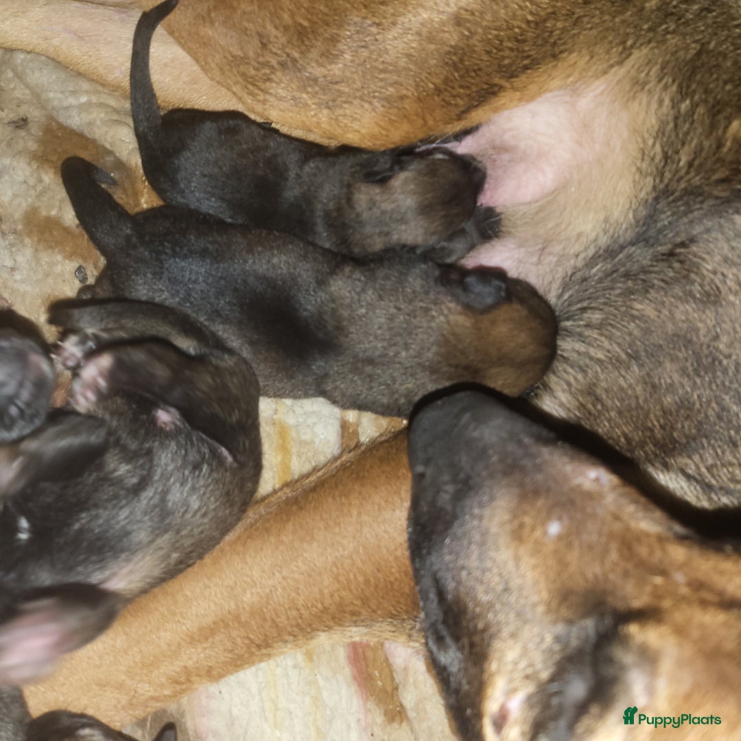 Kruising honden te koop: Mechelse herder × Ridgeback Mechelse herder - Advertentie 6