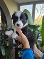 Welsh Corgi Cardigan Puppy 10