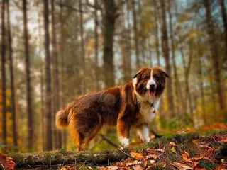Australian Shepherd honden Australische Herder pups – geboren 14 december - Advertentie 8