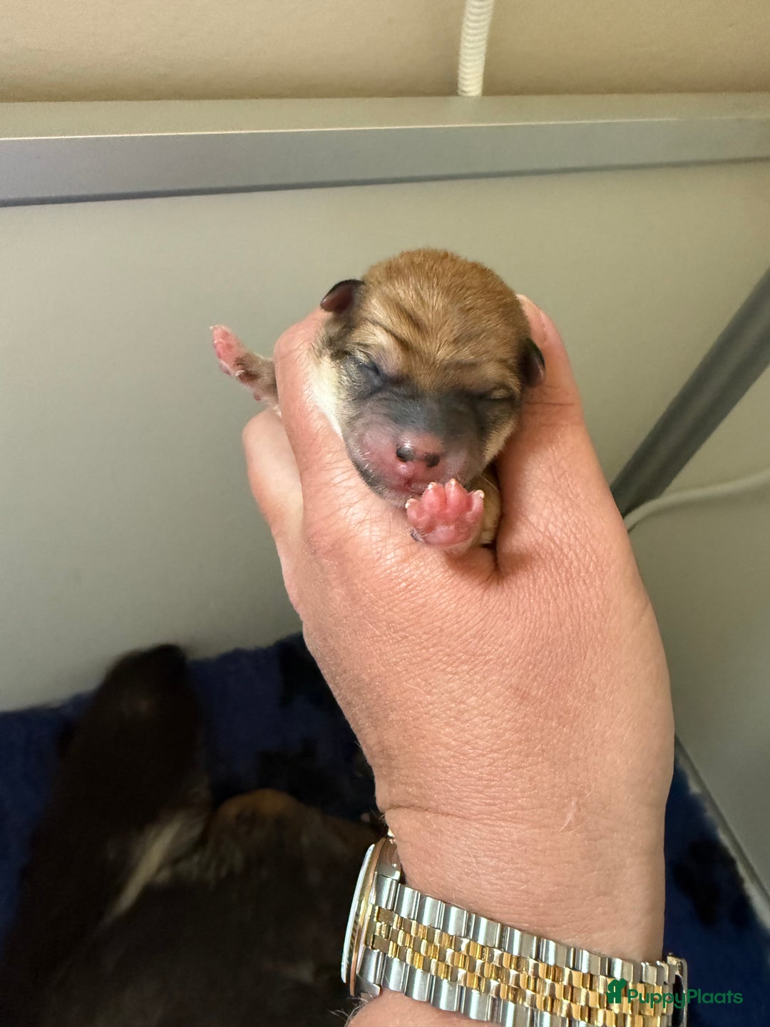 Shiba honden te koop: Shiba pups geboren in Kerkwerve - Afbeelding 7