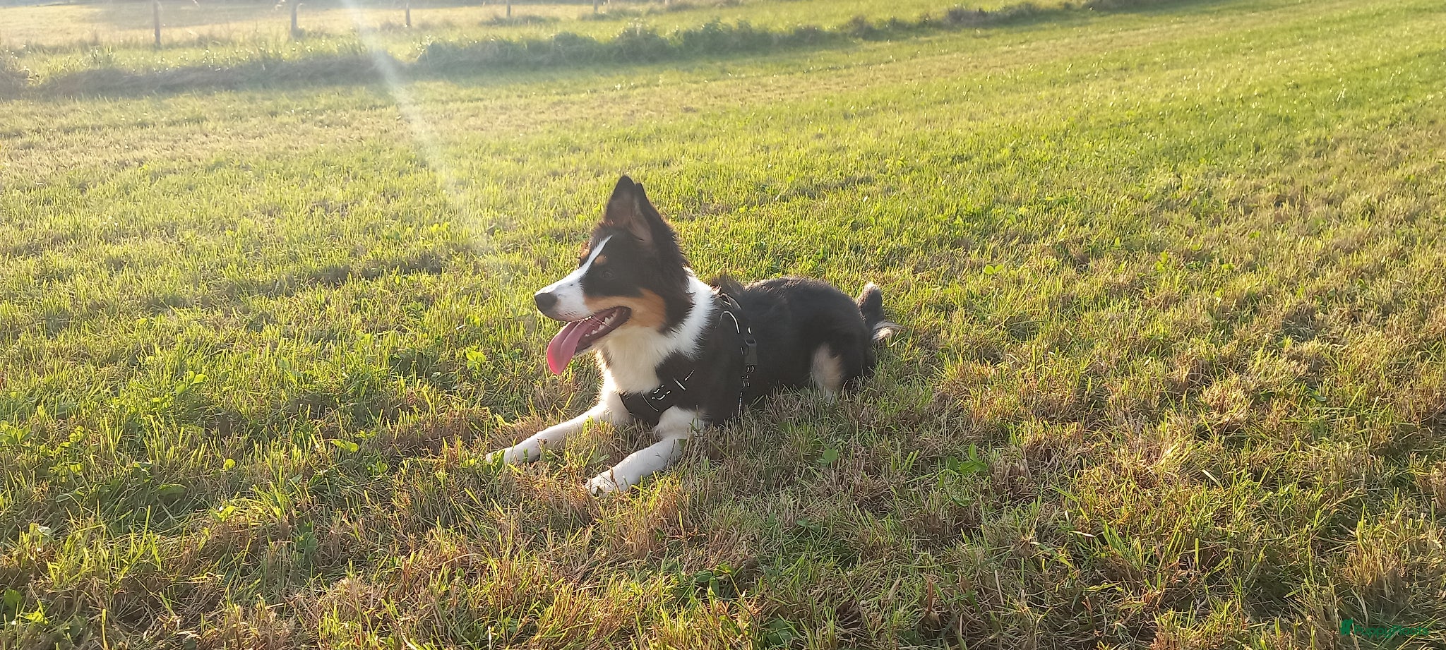 Kruising honden Bordecolie australian shepherd  - Advertentie 1