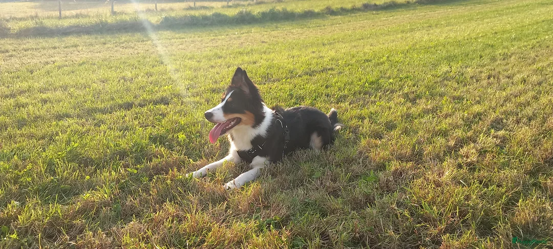 Kruising honden te koop: Bordecolie australian shepherd  - Advertentie 1
