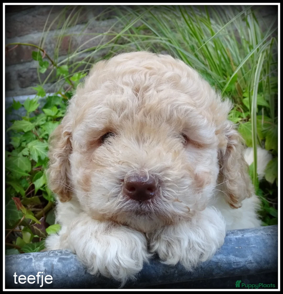 Labradoodle honden te koop: Labradoodle mini pups +/- 40 cm - Advertentie 2