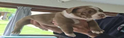 Amerikaanse Bully honden te koop: amerikaanse pocket bully's - Advertentie 26