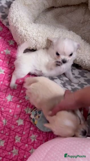 Chihuahua honden Chihuahua pups - Advertentie 1
