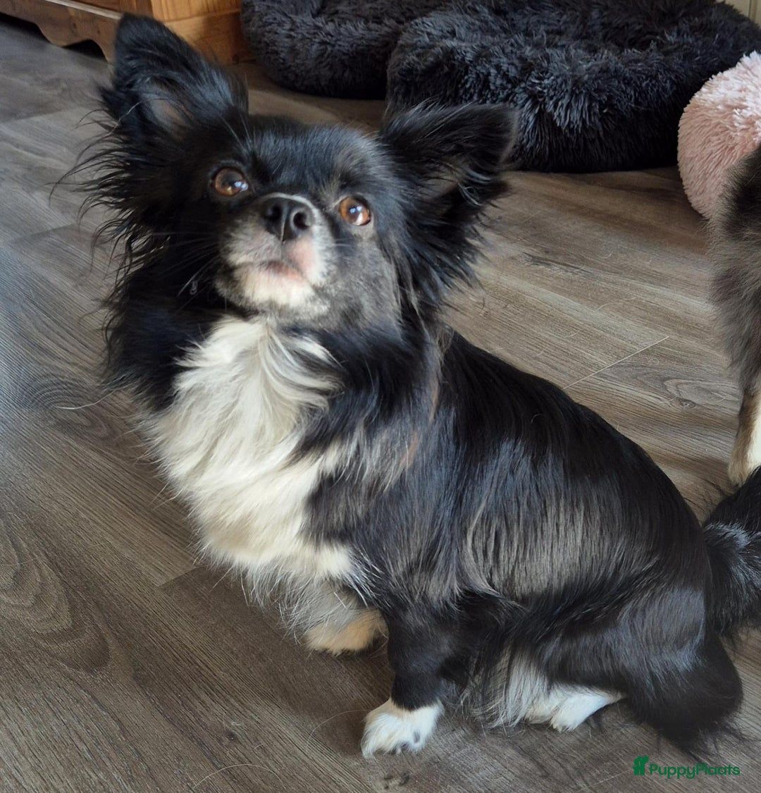 Chihuahua honden te koop: Chihuahua - Advertentie 4