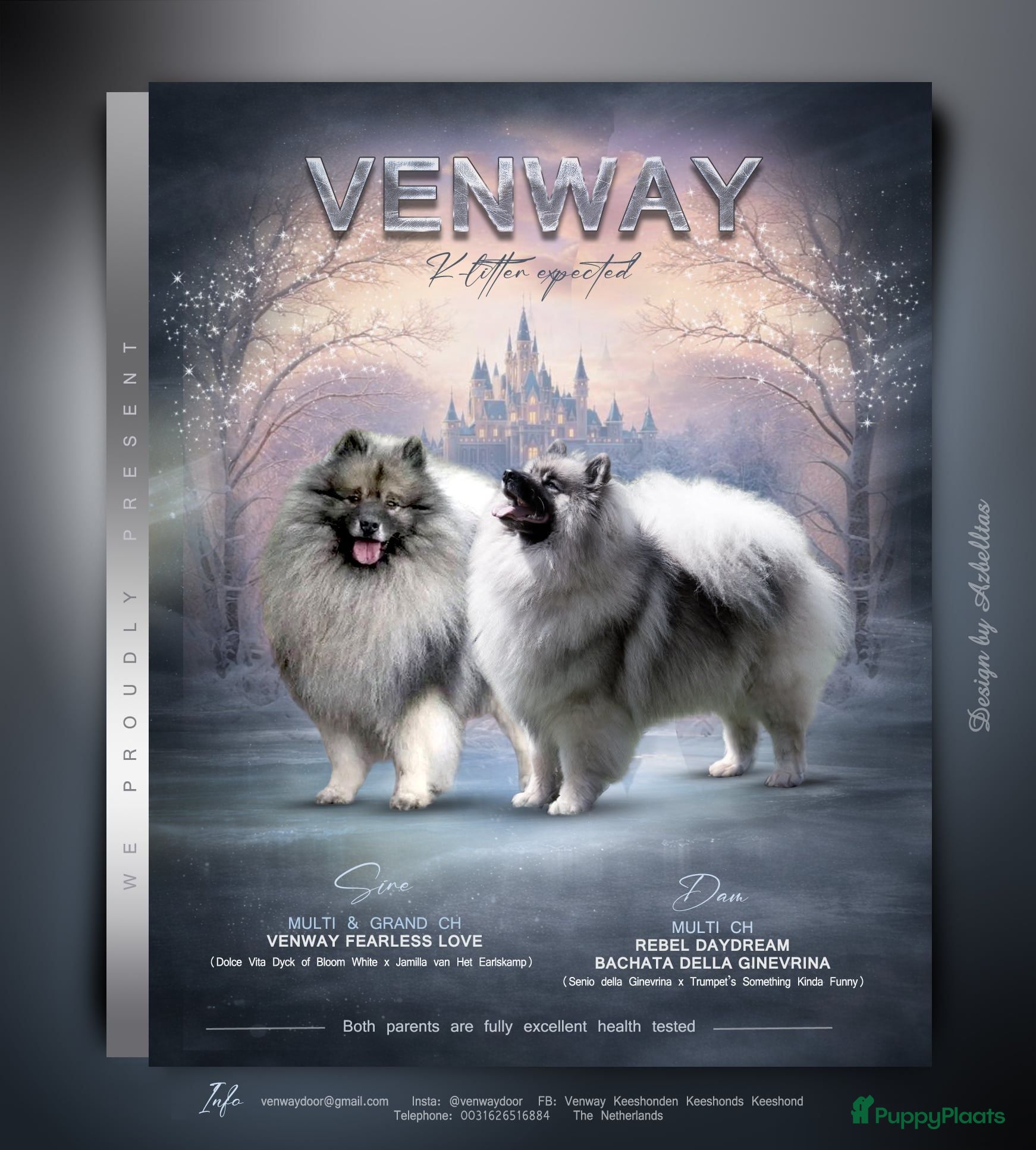 Keeshond honden Nog beschikbaar 1 reu - Advertentie 1