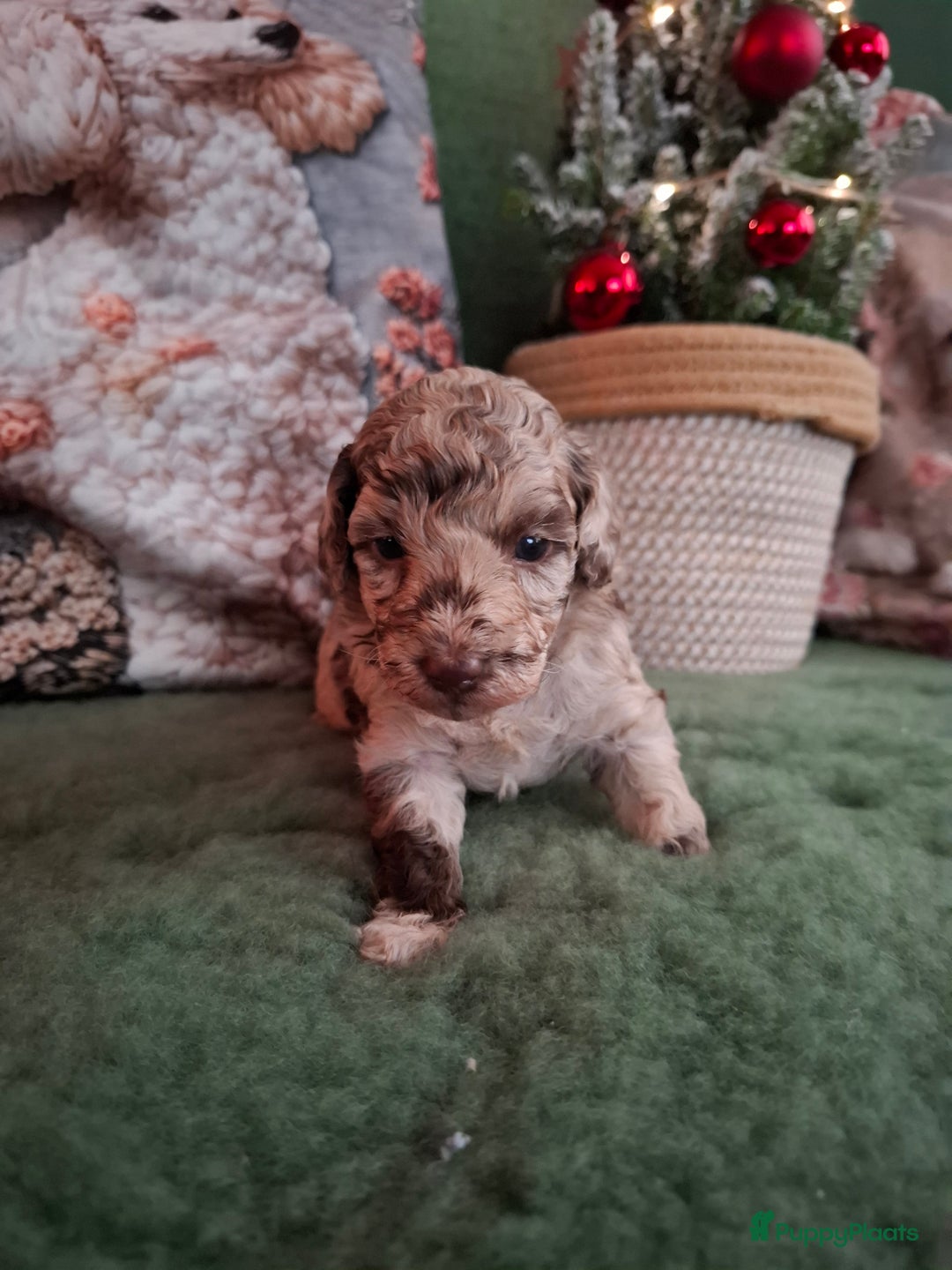 Poedel Toy honden te koop: Mooie chocolade merle pups - Advertentie 10